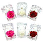 Diamond Real Preserved Rose Keepsake - 12 Pieces Per Retail Ready Display 24712 KIPP BROTHERS