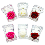 Diamond Real Preserved Rose Keepsake - 12 Pieces Per Retail Ready Display 24712 KIPP BROTHERS